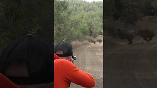 Wild boar hunting youtubeshorts wildboarhunt wildlife [upl. by Kei]