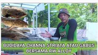 Budidaya ikan gabus atau channa striata bersama rw alloy [upl. by Anikahs216]