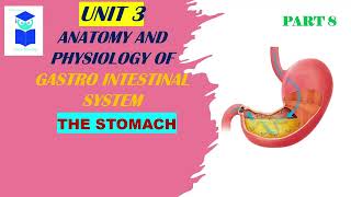 part8 anatomy ampphysiology of gastro intestinal system the stomach [upl. by Prager]