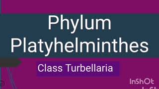 Phylum Platyhelminthes  Class Turbellaria  Flame cells [upl. by Llejk]