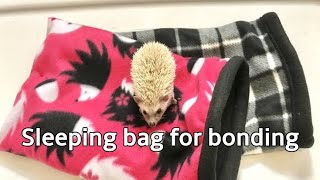 Using a sleeping bag for bonding with your hedgehog [upl. by Arihaz]