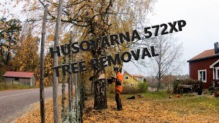 Arborist climbing and felling trees Husqvarna 572XP [upl. by Eioj223]