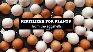 How To Make Eggshell Super Fertilizer for Plants in 3 Minutes [upl. by Nikolos650]