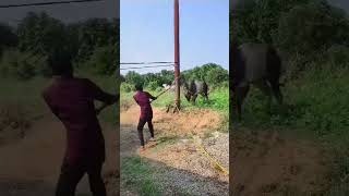 Indiaகார்த்தி alanganallur jallikattu comedy comedyfilms birds funny comedy [upl. by Claybourne357]