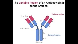 BCHM811 LECTURE 3PRODUCTION OF MONOCLONAL ANTIBODIES [upl. by Asit607]