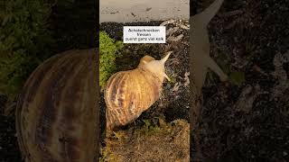 Wie bauen Achatschnecken ihr Gehäuse💚🐌🧱 [upl. by Morganica]