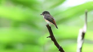 The ferruginous flycatcher  WILDLIFE SINGAPORE BIRDING  4K [upl. by Nylitak927]