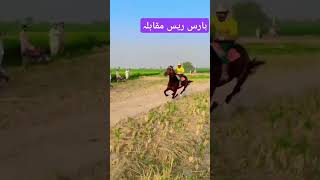 Horse race muqabla  Horse race competition  horseriding horseracing [upl. by Dede]