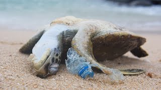 POWERFUL VIDEO Why We Need to Stop Plastic Pollution in Our Oceans FOR GOOD  Oceana [upl. by Irehj]