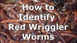 How to Identify Wild Red Wiggler Worms  Eisenia Fetida [upl. by Eimareg]