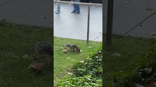 The pawnbroker squirrel Белказакладчица nyc walkingtour usa [upl. by Yekcir686]