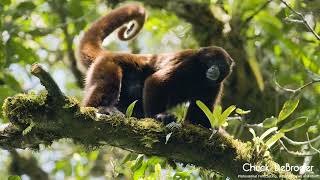 Yellow Tailed Woolly Monkey [upl. by Salamone]