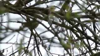 Siberian Chiffchaff Song [upl. by Nnaear]