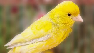 Beautiful Yellow Canary Powerful Song For Training Canaries [upl. by Alan462]