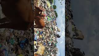 Perumbakkam lake currently dumpyard awareness garbagedumping pollution dumpyard garbagecrisis [upl. by Carlyn761]