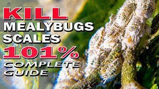 Best Ways to Kill Mealybugs and Scale Insects 101  Complete Guide [upl. by Fante987]