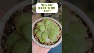 벌레잡이제비꽃 식충식물 pinguicula 엘러시에메소피티카클론001 garden plants bugs flowers 🌱💚 [upl. by Ignacius342]