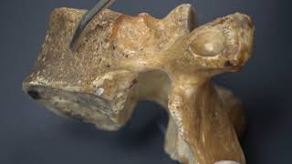 Thoracic Vertebrae and Rib Osteology plus the Ligaments of the Costovertebral joints [upl. by Aribold344]