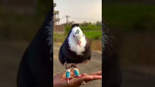 7 New Mukhi Pigeon 💞 Mukhi Kabootar Video Shorts [upl. by Eentihw]