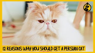 12 Reasons Why You Should Get a Persian Cat [upl. by Rudie]