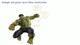 Mnemonic for nerve fibre classificationbackbenchers revolution [upl. by Anera]