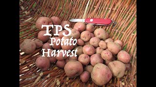 First Harvest of TPS Potato Plants 2017 [upl. by Eniortna959]