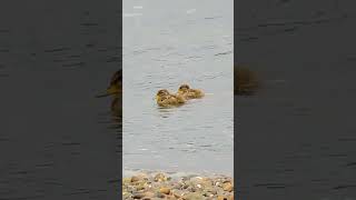 Patos jergones y sus patitos isladechiloé chiloé aves noviembre2024 curanué quellón [upl. by Trimmer306]