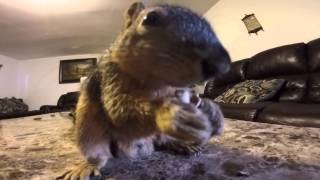 Squirrel makes a good house pet  very active Squirrel [upl. by Idnar271]