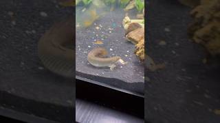 Bichir fish feeding aqarium fish bichirfish livefeeding [upl. by Yran]