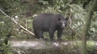 Kill shots 3 Black BearsGrizzly Bear Chital deer Wild boar Mountain Goat [upl. by Masao]