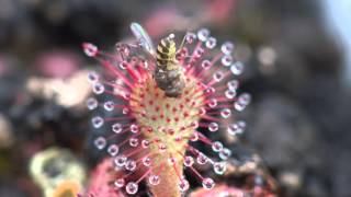 Sundew Carnivorous Plant Eating Fly 4K Timelapse [upl. by Doralin15]