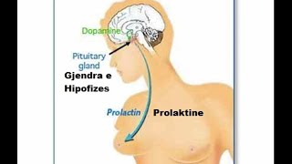 Cili nga këto hormone nuk prodhohet nga placenta gjatë barrës [upl. by Ayotna]