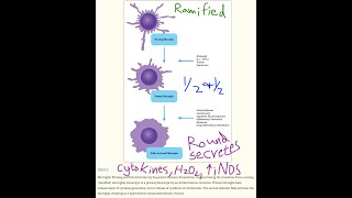 new How immunoexcitotoxicity amp microglia cause brain damage [upl. by Toulon31]