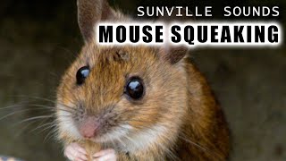 1 Hour of Mouse Squeaking  Animal Sounds with Peter Baeten [upl. by Lavery]