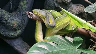 Emerald tree boa [upl. by Akimed]