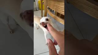 Kuchi cuchi angry chihuahua vs frenchbulldog bulldog funny dog [upl. by Stillmann561]