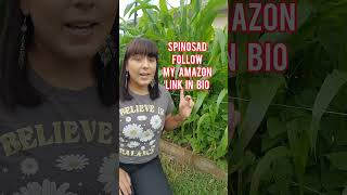 Direct sow corn seeds now to fit in a fall harvest garden gardeningtips growyourownfood [upl. by Enyr]