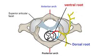 First cervical spinal nerve  briefly discuss its unique features [upl. by Bedad]