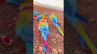 Macaw tame parrot [upl. by Blunt756]