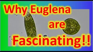 Why Euglena are fascinating They really are [upl. by Ardied]