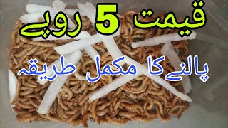 mealworm farming pakistan mealworms business setup [upl. by Eenel]