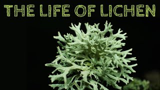 The Life of Lichen [upl. by Adihsar]