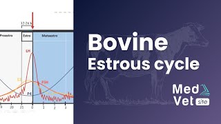 Bovine estrous cycle [upl. by Il]