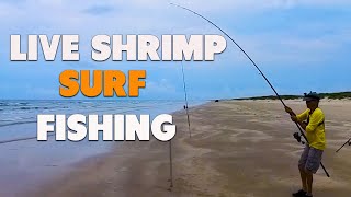 Used LIVE SHRIMP surf fishing  all heck broke loose [upl. by Olson792]