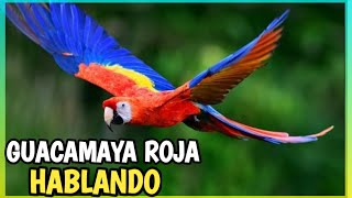 GUACAMAYA ROJA o ESCARLATA 🦜 10 Datos Curiosos que NO conocías Extinción Cuidados Alimento [upl. by Aurea]