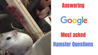 Answering GOOGLES most asked hamster questions🐹❤️🐹 [upl. by Nanreit939]