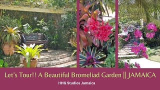 Lets Tour A Beautiful Bromeliad Garden  JAMAICA [upl. by Baal]