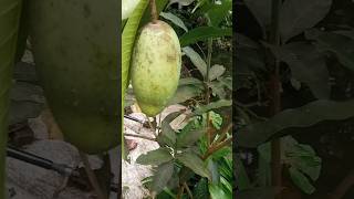 আমটা অনেক বড় হয়েছে shortvideo shotrs mango fruit [upl. by Armilda]