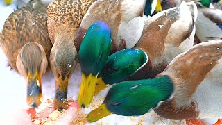 Hungry Arctic Mallard Duck Hand Feeding Sessions Can Get a Bit Crowded 4K [upl. by Hadnama]