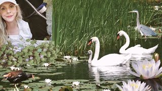 Finding wildlife at Bosherton Lily Ponds [upl. by Sosanna405]